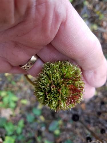 Purple coneflower seed heads or pods
