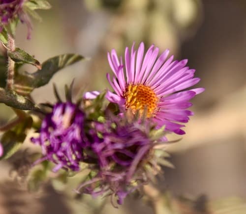 New England aster seed heads or pods