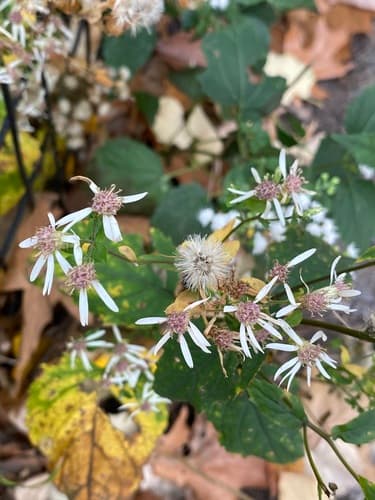 White wood aster seed heads or pods