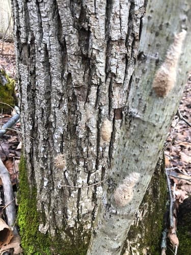 Spongy moth (formerly gypsy moth)