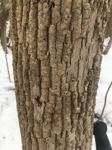 Emerald ash borer: view 1 of the same individual