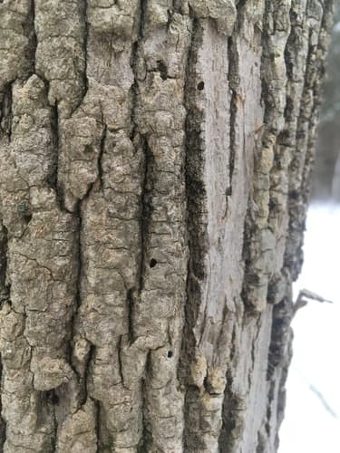 Emerald ash borer: view 2 of the same individual