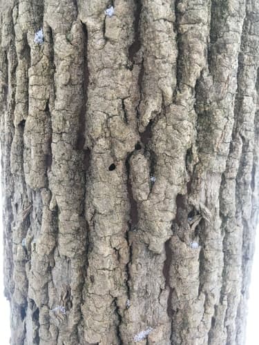 Emerald ash borer: view 3 of the same individual