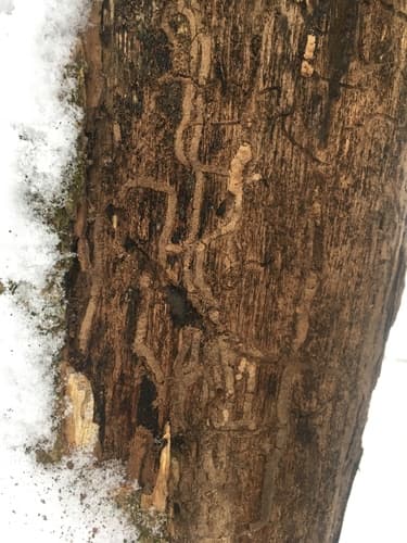 Emerald ash borer: view 4 of the same individual