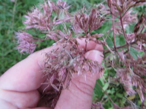 Joe Pye weed in bloom