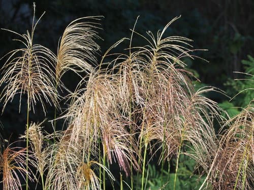 Chinese silver grass (Miscanthus)