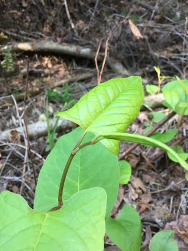 Japanese knotweed: Dead canes