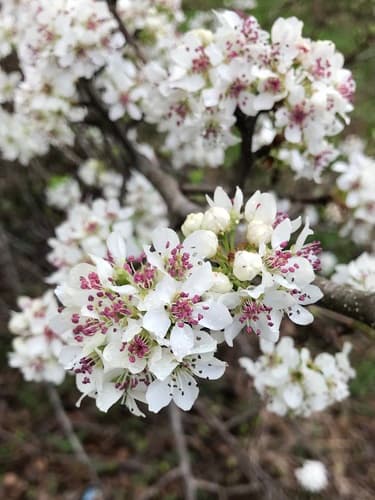 Callery (Bradford) pear: view 1 of the same individual