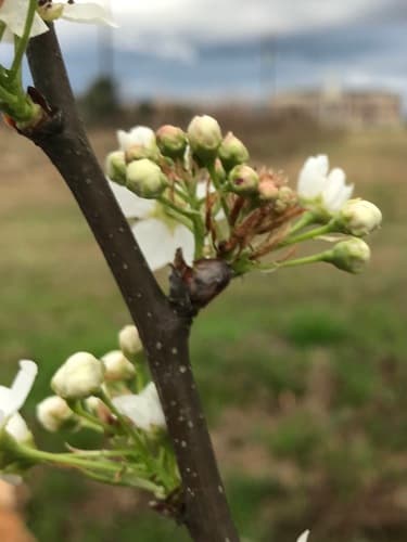 Callery (Bradford) pear: view 3 of the same individual
