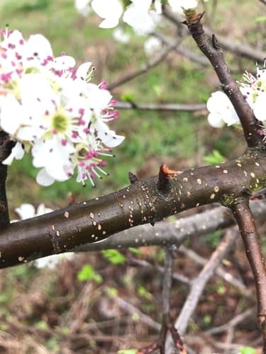 Callery (Bradford) pear: view 4 of the same individual