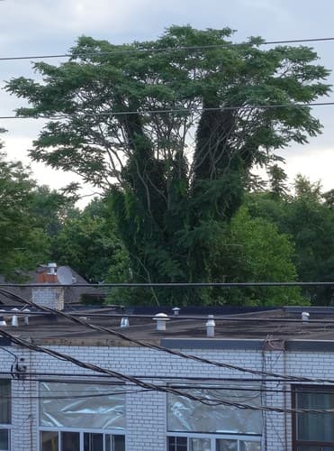 Tree-of-heaven