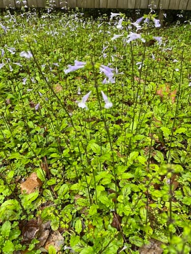 Lyreleaf sage in bloom