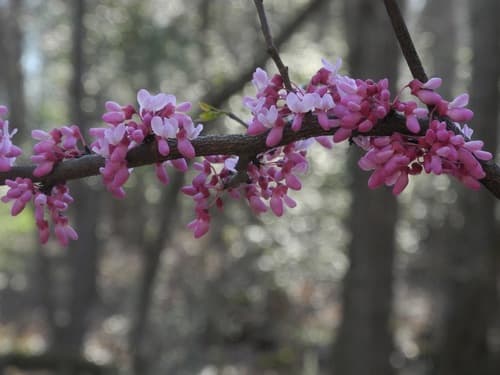 Eastern redbud in bloom
