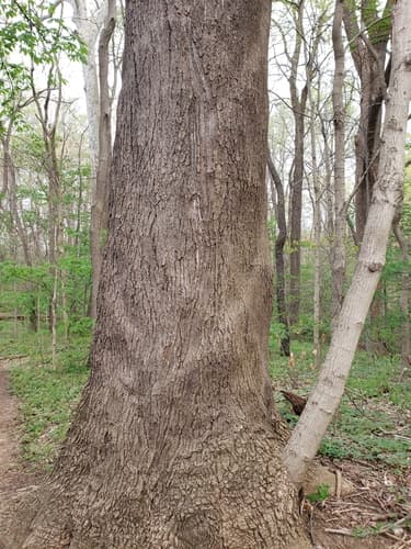 Tree-of-heaven: Bare trees