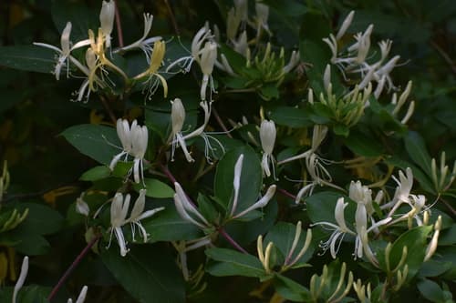 Japanese honeysuckle: view 1 of the same individual
