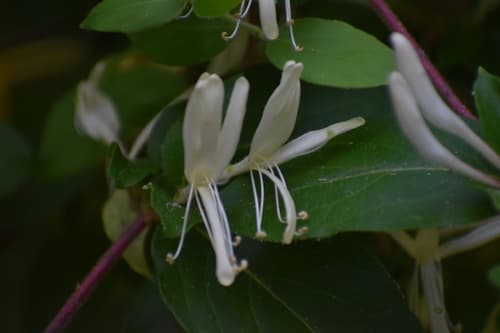 Japanese honeysuckle: view 2 of the same individual