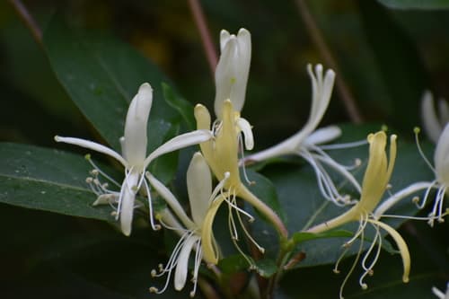 Japanese honeysuckle: view 3 of the same individual
