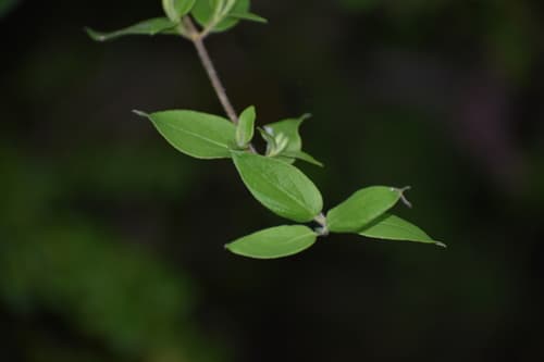 Japanese honeysuckle: view 4 of the same individual