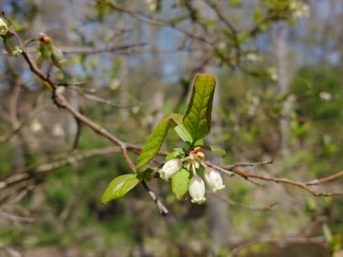 Highbush blueberry in bloom