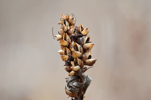 White turtlehead seed heads or pods