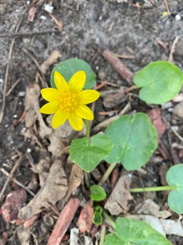 Lesser celandine: Dying back