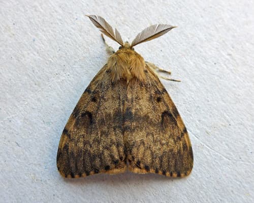 Spongy moth (formerly gypsy moth)