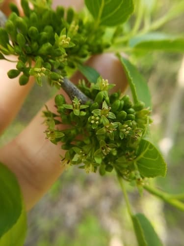 Common and glossy buckthorn: view 1 of the same individual