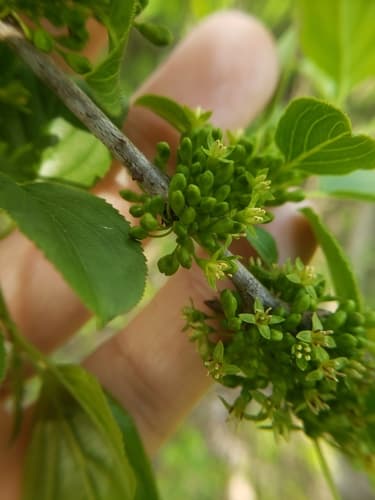 Common and glossy buckthorn: view 2 of the same individual