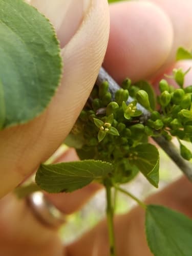 Common and glossy buckthorn: view 3 of the same individual