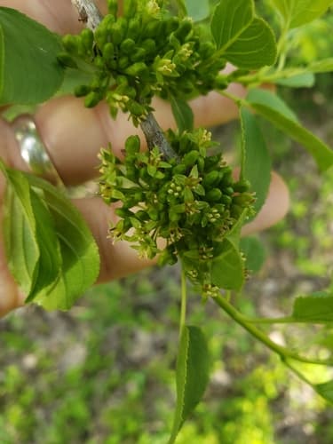 Common and glossy buckthorn: view 4 of the same individual