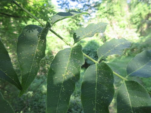 Amur corktree: view 2 of the same individual
