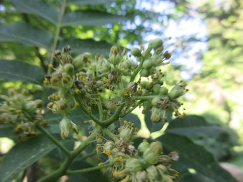 Amur corktree: view 3 of the same individual