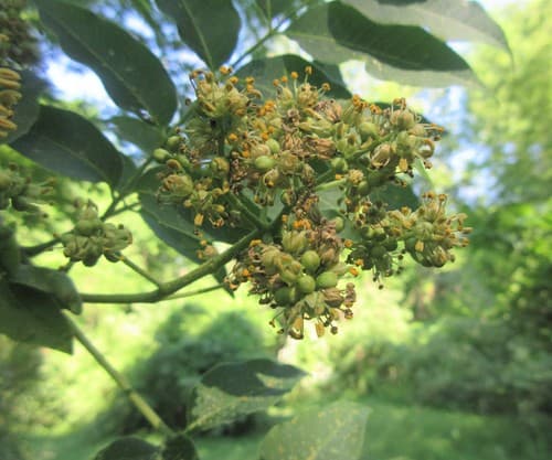 Amur corktree: view 4 of the same individual