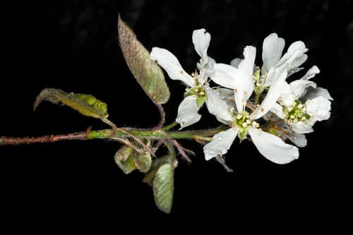 Serviceberry (shadbush) in bloom