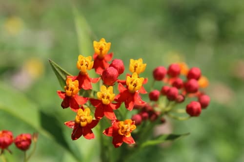 Tropical milkweed