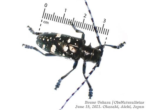 Asian longhorned beetle