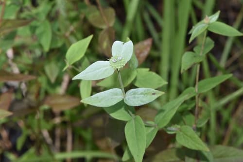 Clustered mountain mint: view 1 of the same plant
