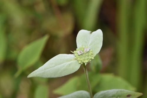 Clustered mountain mint: view 2 of the same plant