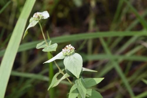 Clustered mountain mint: view 3 of the same plant