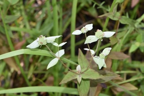 Clustered mountain mint: view 4 of the same plant