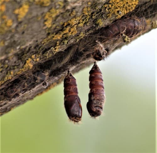 Spongy moth (formerly gypsy moth): Pupae