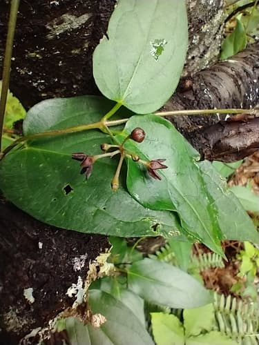 Black swallow-wort: view 1 of the same individual