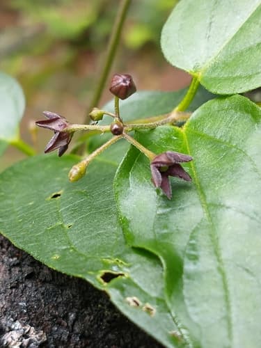 Black swallow-wort: view 2 of the same individual