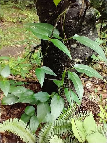 Black swallow-wort: view 3 of the same individual