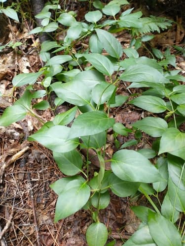 Black swallow-wort: view 4 of the same individual