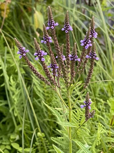 Blue vervain: view 1 of the same plant