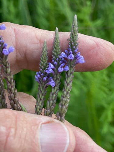 Blue vervain: view 2 of the same plant