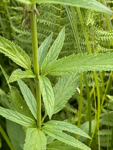 Blue vervain: view 3 of the same plant