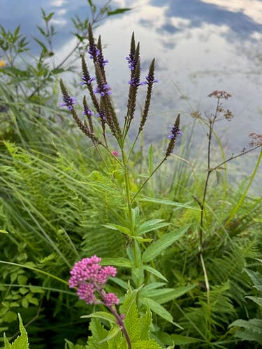 Blue vervain: view 4 of the same plant