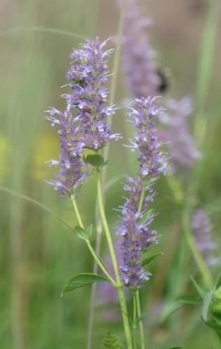 Anise hyssop in bloom